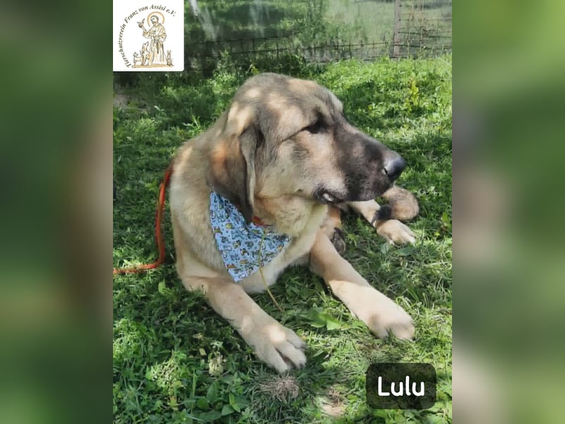 Lulu – kleiner Entdecker auf der Suche nach seinem Team!