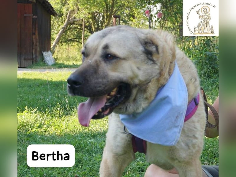 Bertha – Unsere Bärin mit Herz sucht ihr Königreich!