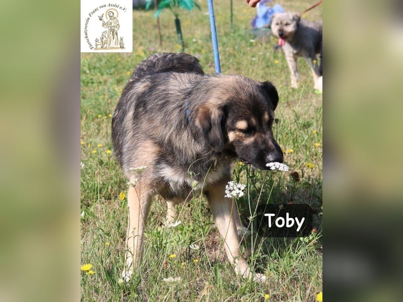 Toby – hat Pläne … große!