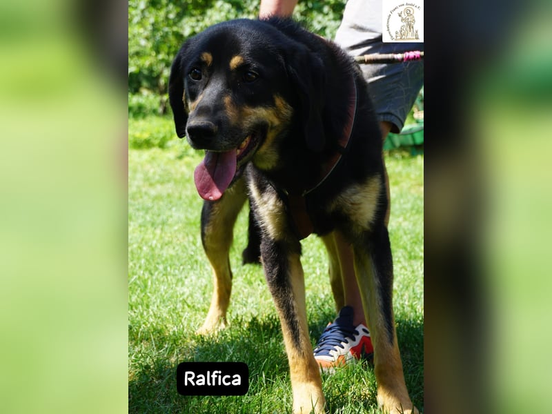 Ralfica – Manchmal braucht ein Herz nur den richtigen Menschen!