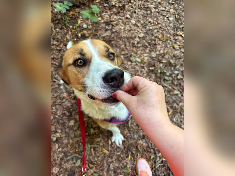 Thor - perfekter Partner auf 4 Pfoten