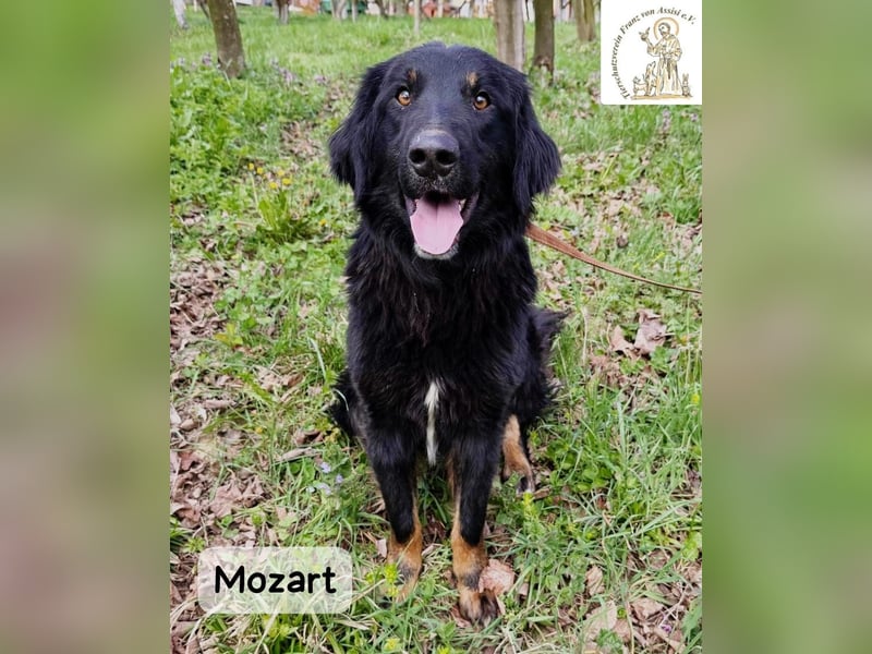 Mozart – mehr Ausstrahlung geht kaum!