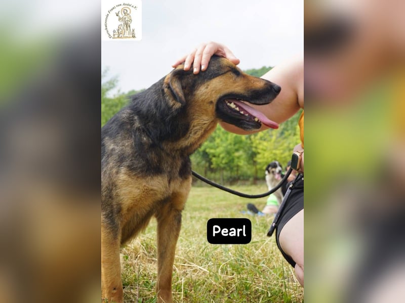 Pearl – Die Hündin, die die Welt auf ihre eigene Weise sieht!