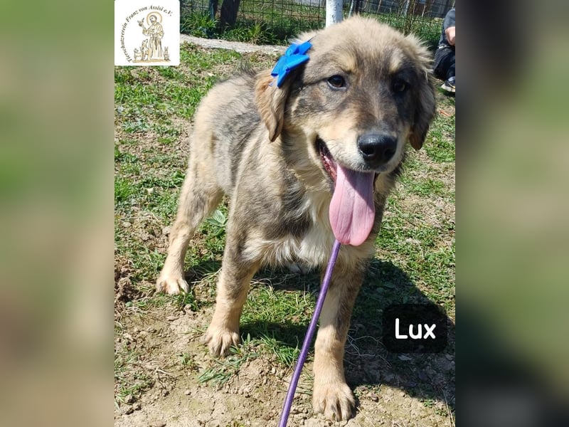 Lux – der kleine Abenteurer auf vier Pfoten!