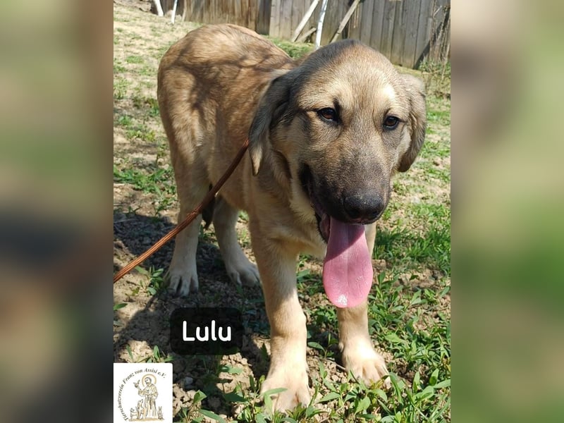 Lulu – kleiner Entdecker auf der Suche nach seinem Team!