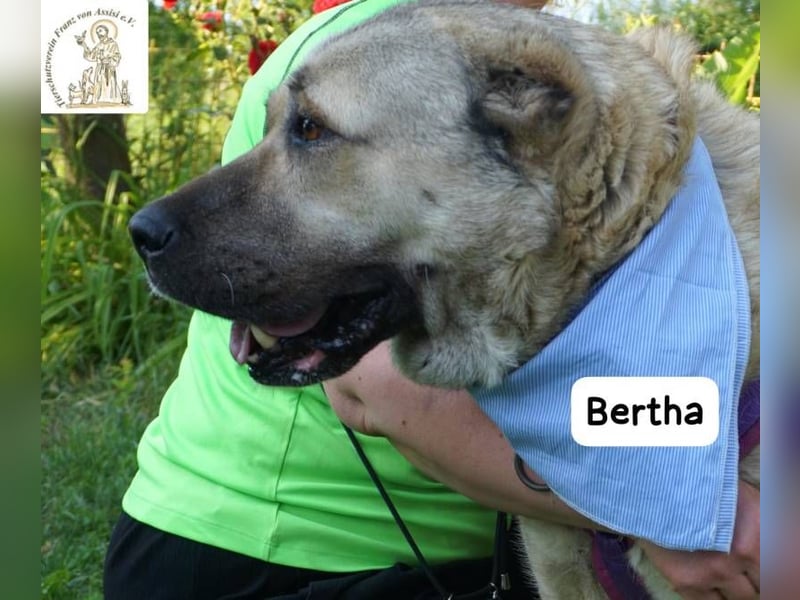 Bertha – Unsere Bärin mit Herz sucht ihr Königreich!