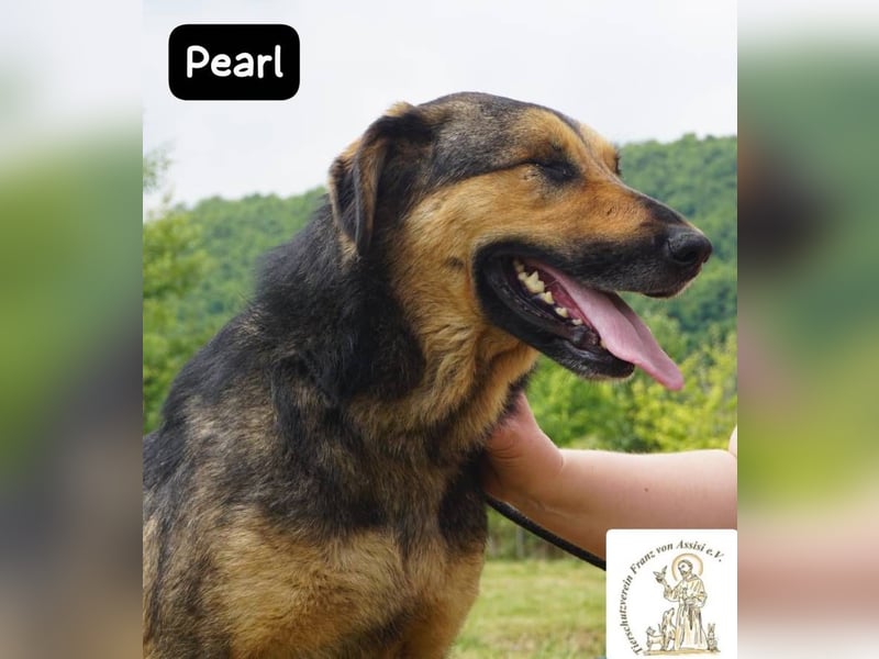 Pearl – Die Hündin, die die Welt auf ihre eigene Weise sieht!