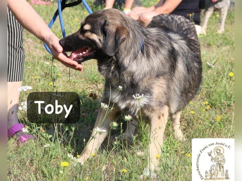 Toby – hat Pläne … große!