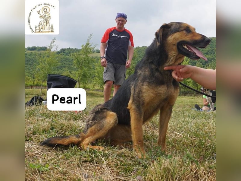 Pearl – Die Hündin, die die Welt auf ihre eigene Weise sieht!