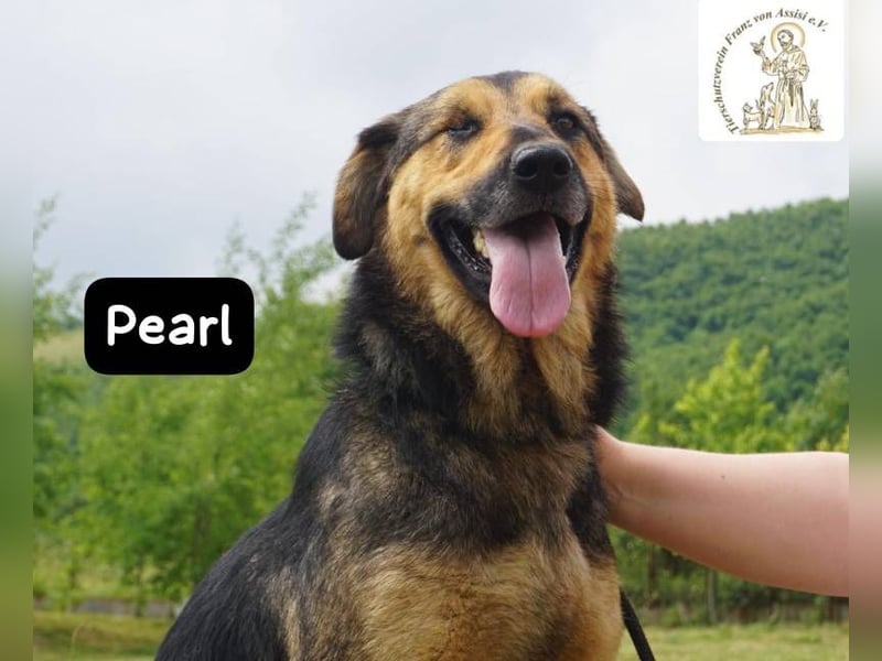 Pearl – Die Hündin, die die Welt auf ihre eigene Weise sieht!