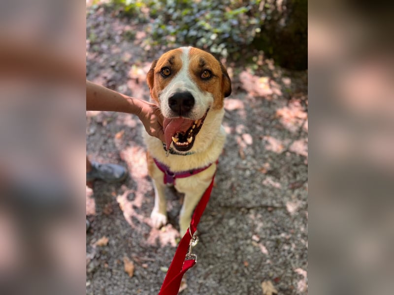 Thor - perfekter Partner auf 4 Pfoten