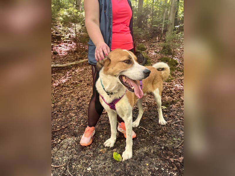 Thor - perfekter Partner auf 4 Pfoten