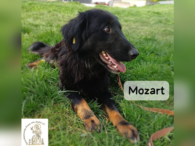 Mozart – mehr Ausstrahlung geht kaum!
