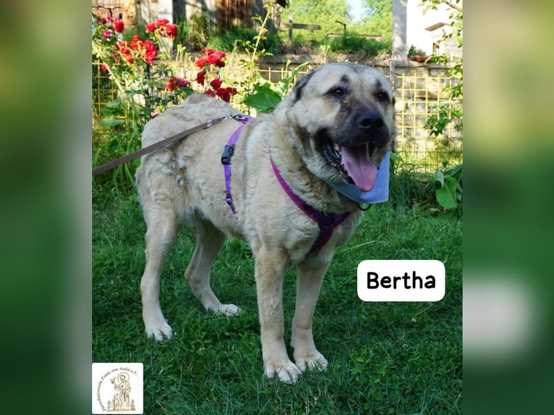 Bertha – Unsere Bärin mit Herz sucht ihr Königreich!