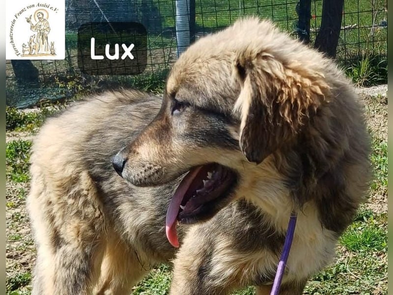 Lux – der kleine Abenteurer auf vier Pfoten!
