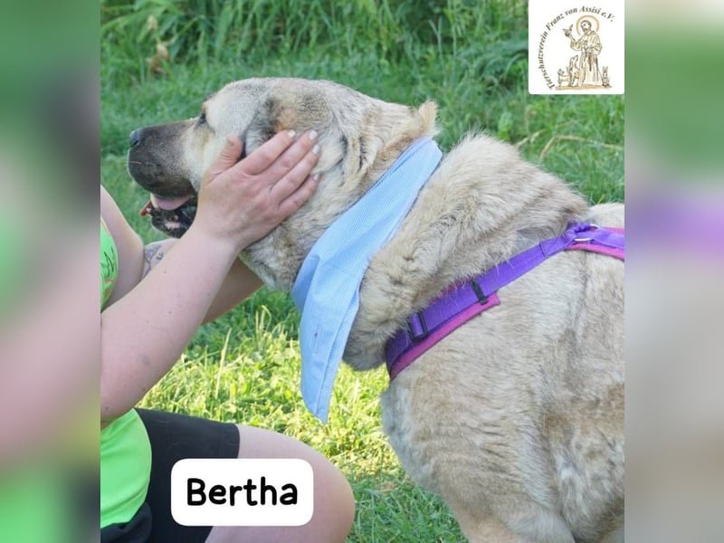 Bertha – Unsere Bärin mit Herz sucht ihr Königreich!