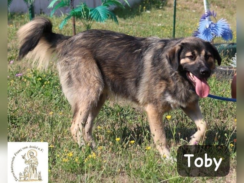 Toby – hat Pläne … große!