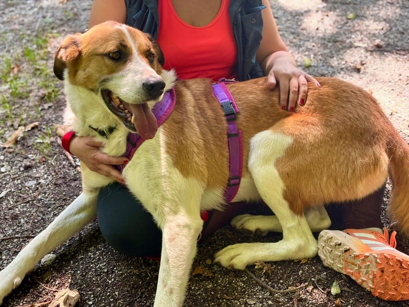 Thor - perfekter Partner auf 4 Pfoten