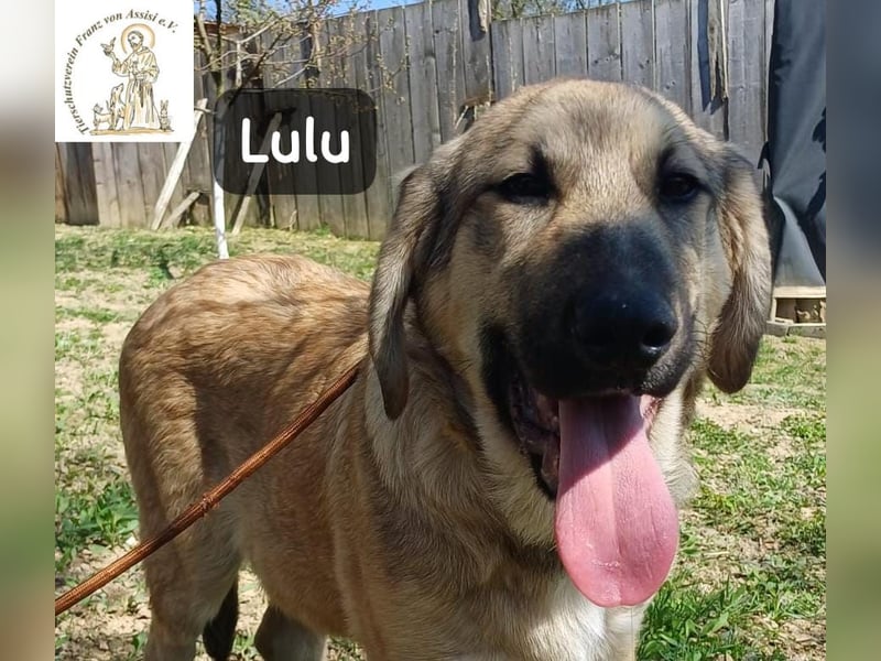 Lulu – kleiner Entdecker auf der Suche nach seinem Team!