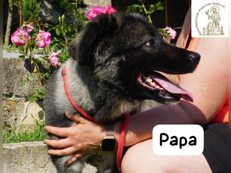 Papa – Ein Held, so weich wie seine Pfoten!