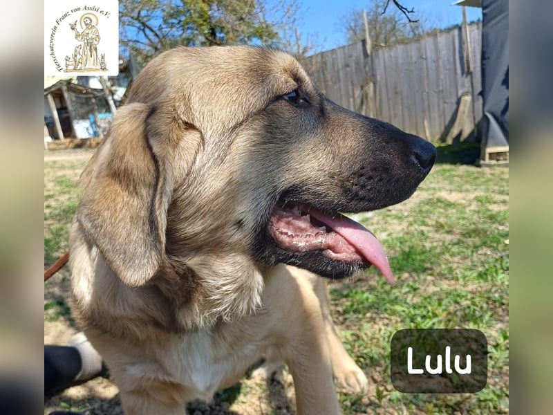 Lulu – kleiner Entdecker auf der Suche nach seinem Team!