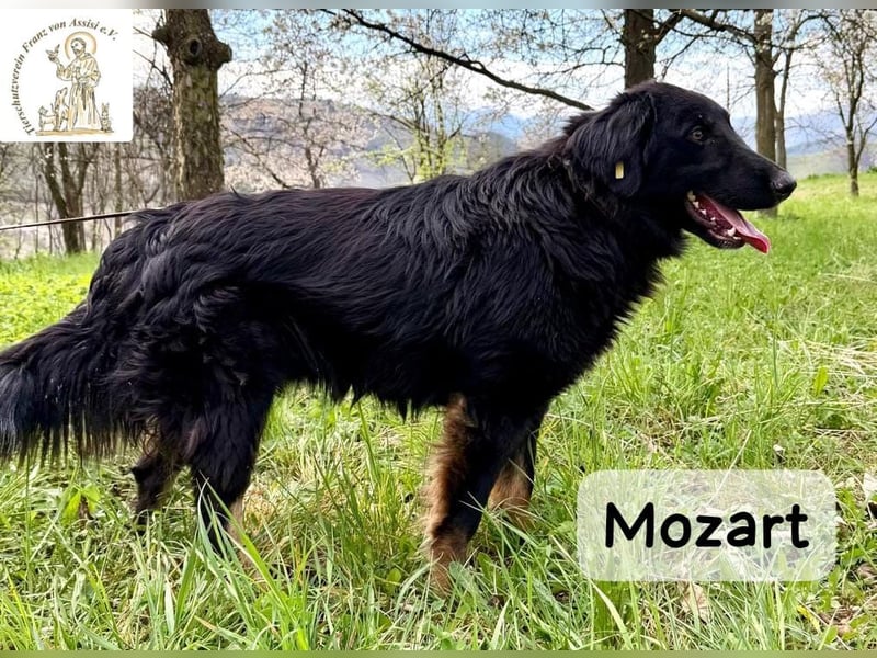 Mozart – mehr Ausstrahlung geht kaum!