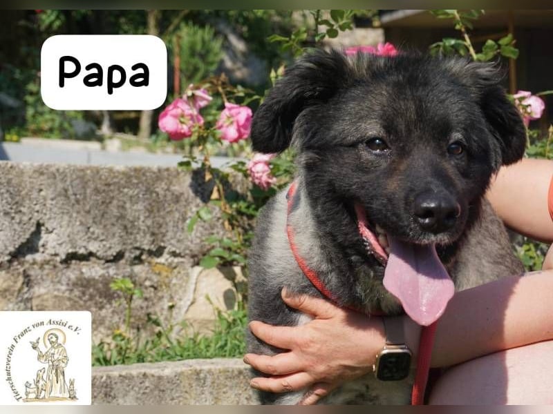 Papa – Ein Held, so weich wie seine Pfoten!