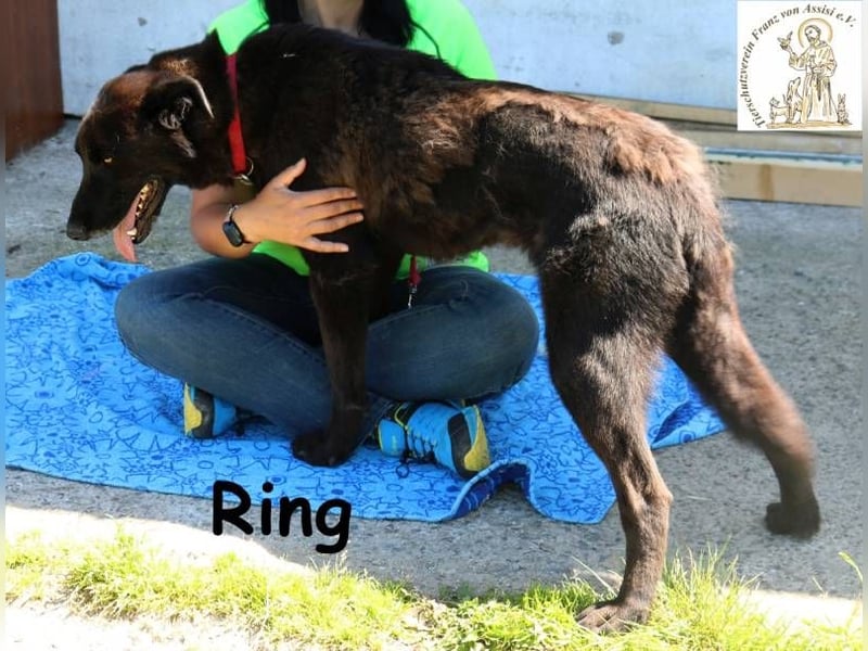 Ring, entspannter, großer Schmuser