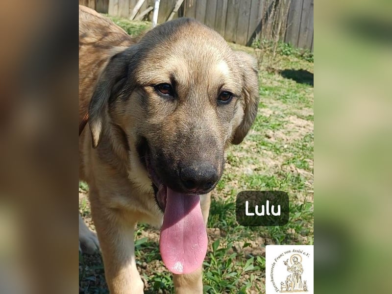 Lulu – kleiner Entdecker auf der Suche nach seinem Team!