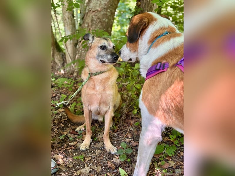 Thor - perfekter Partner auf 4 Pfoten