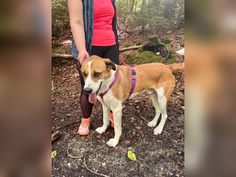 Thor - perfekter Partner auf 4 Pfoten