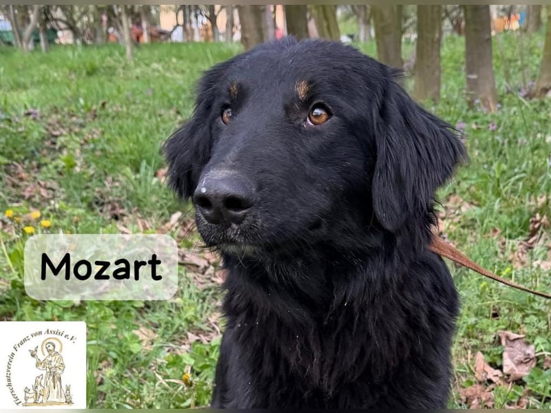 Mozart – mehr Ausstrahlung geht kaum!