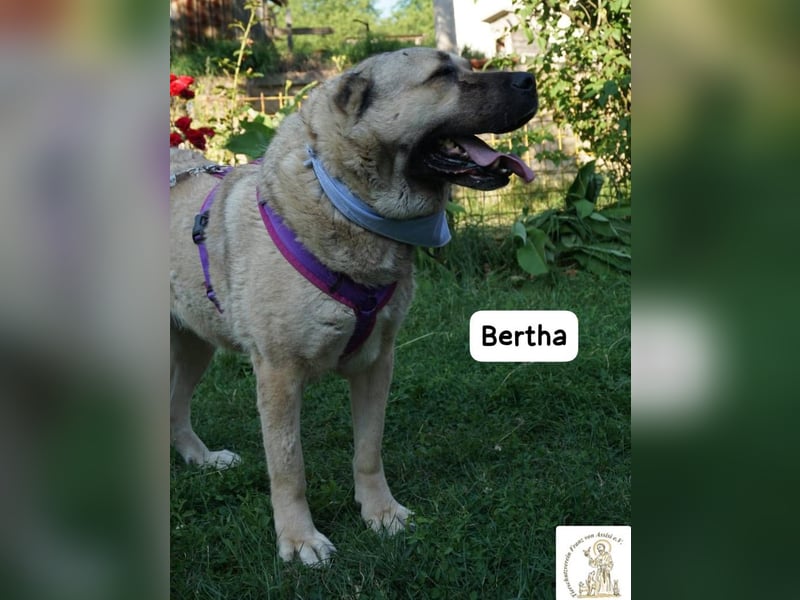 Bertha – Unsere Bärin mit Herz sucht ihr Königreich!
