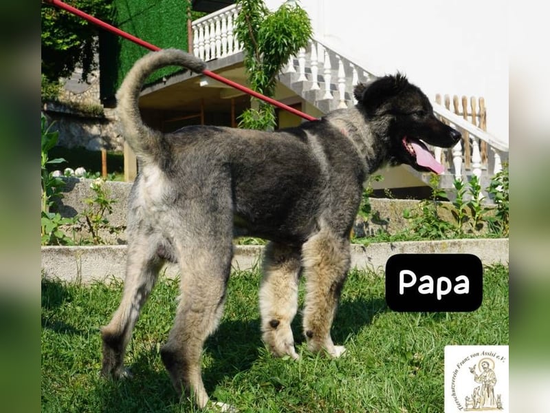 Papa – Ein Held, so weich wie seine Pfoten!