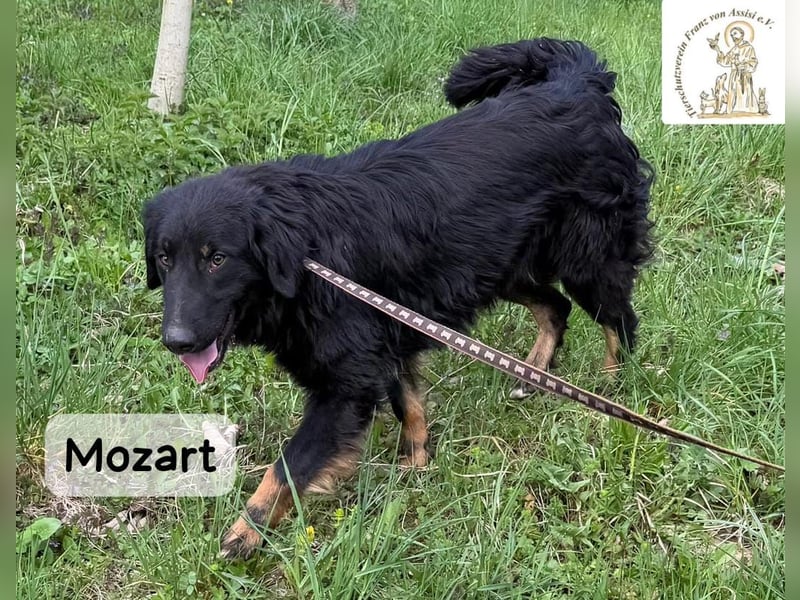 Mozart – mehr Ausstrahlung geht kaum!