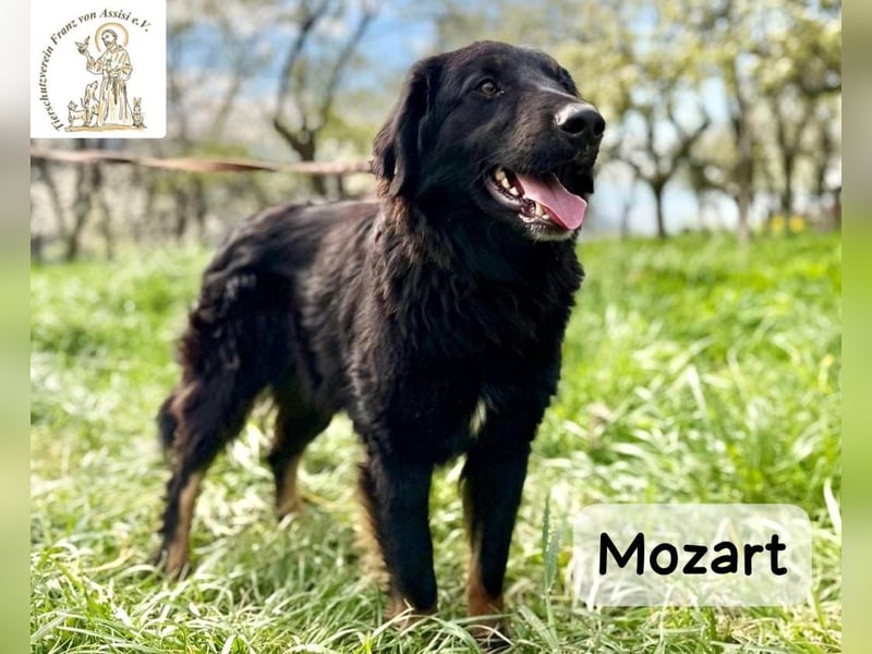 Mozart – mehr Ausstrahlung geht kaum!