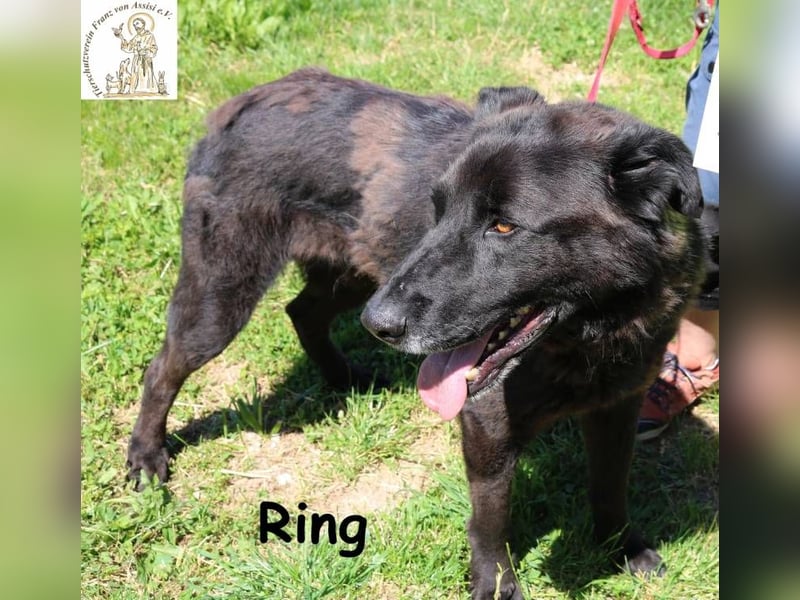 Ring, entspannter, großer Schmuser