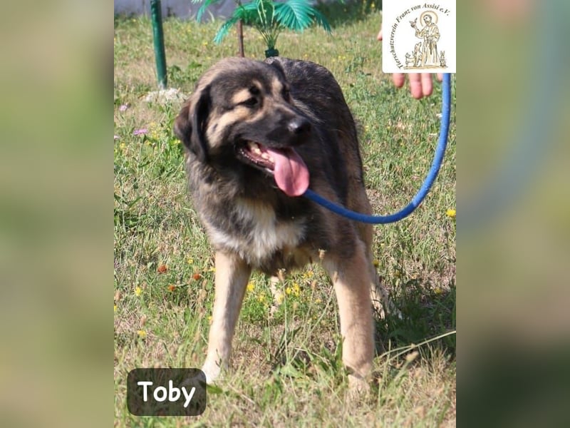 Toby – hat Pläne … große!