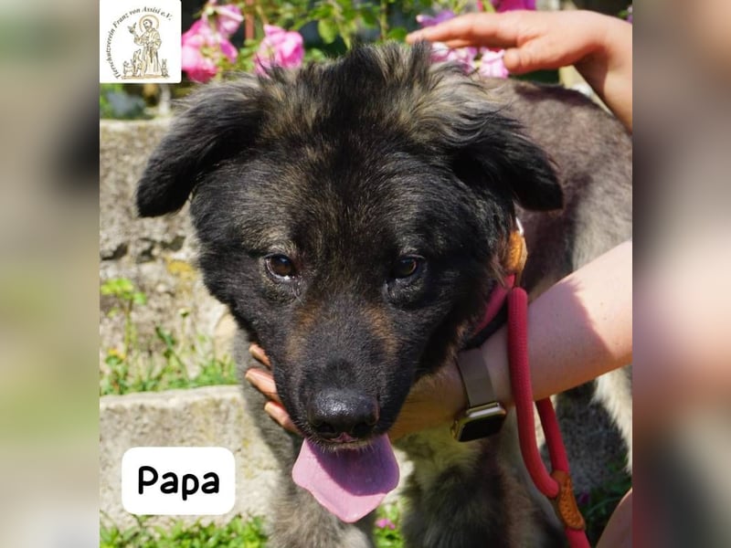 Papa – Ein Held, so weich wie seine Pfoten!