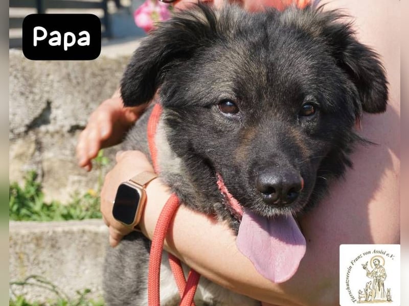 Papa – Ein Held, so weich wie seine Pfoten!