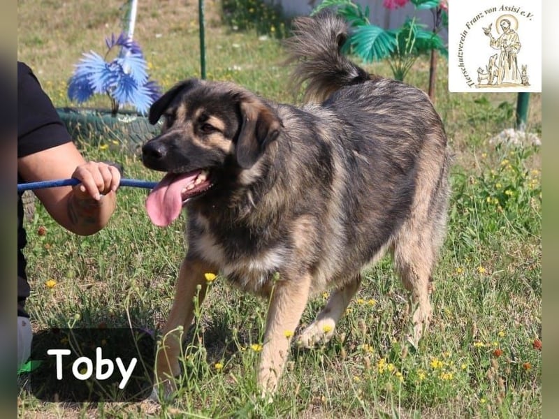 Toby – hat Pläne … große!