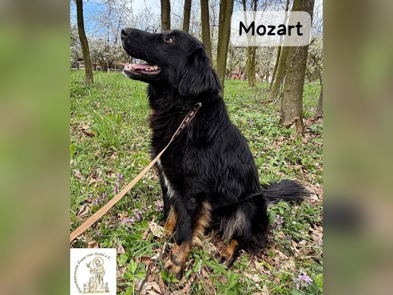 Mozart – mehr Ausstrahlung geht kaum!