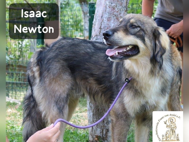 Isaac Newton – Abenteurer auf vier Pfoten!