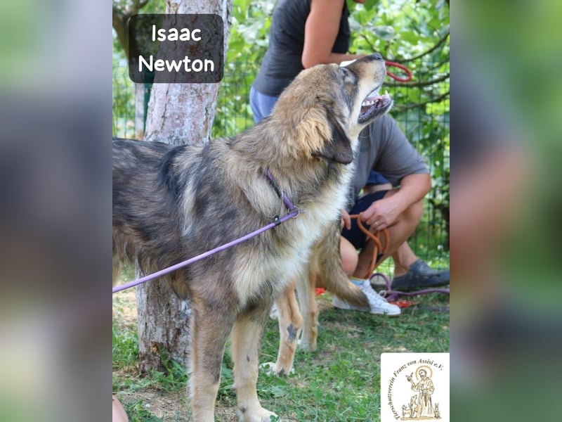 Isaac Newton – Abenteurer auf vier Pfoten!