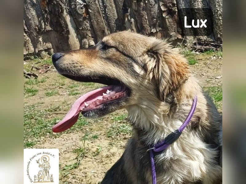 Lux – der kleine Abenteurer auf vier Pfoten!
