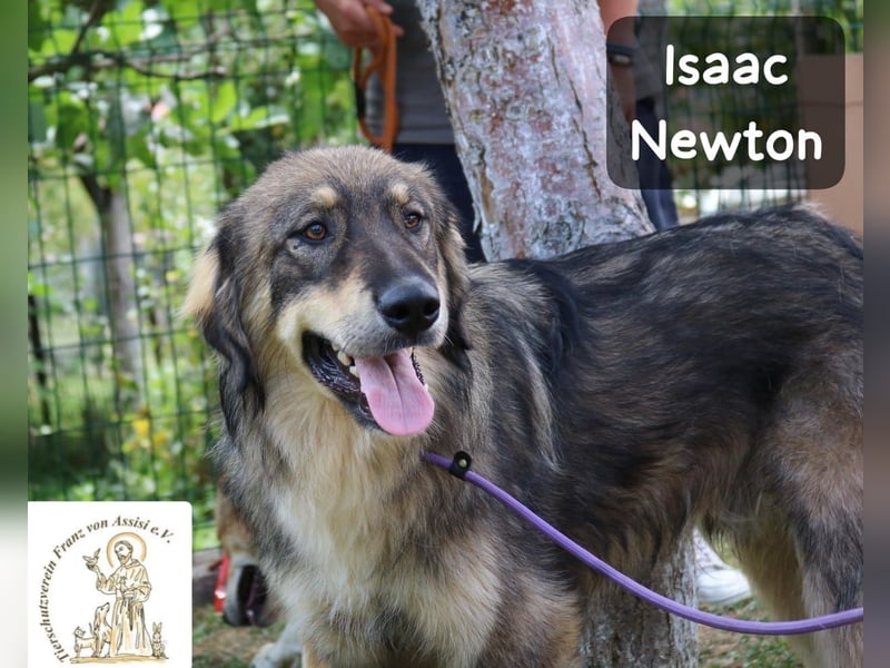 Isaac Newton – Abenteurer auf vier Pfoten!