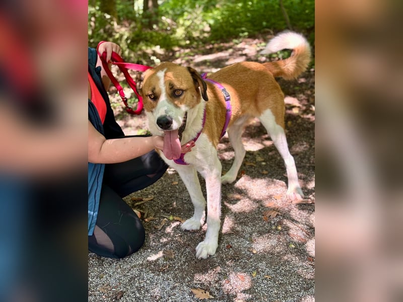 Thor - perfekter Partner auf 4 Pfoten