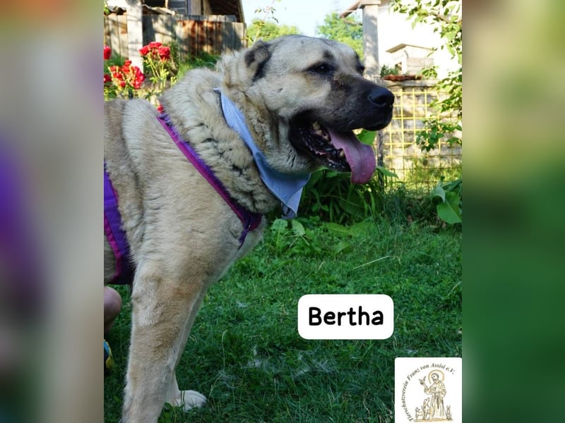 Bertha – Unsere Bärin mit Herz sucht ihr Königreich!