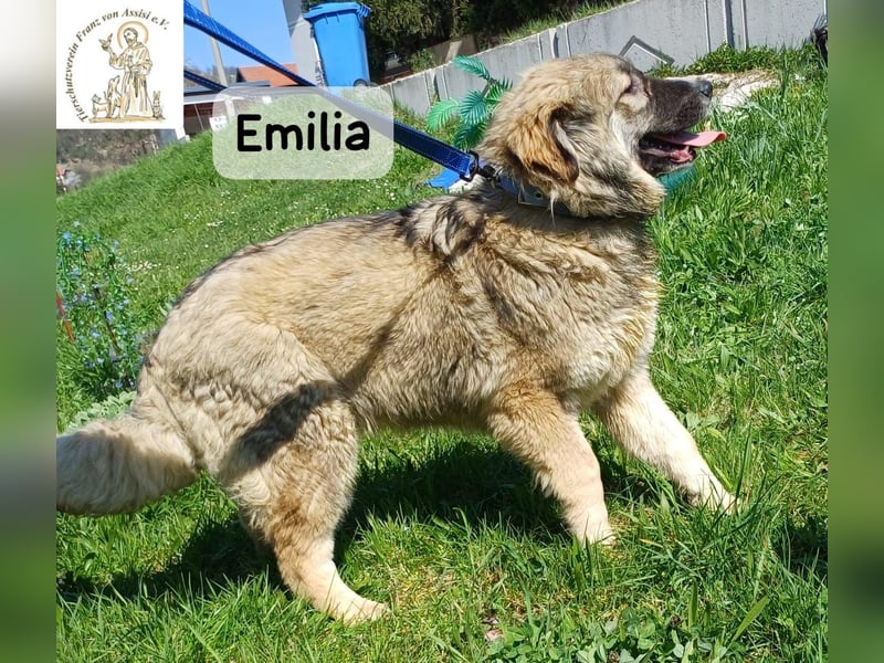 Emilia – mit Klarheit, Herz und Verantwortung durchs Leben!