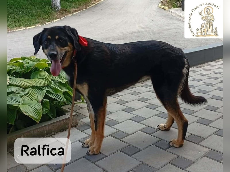 Ralfica – Manchmal braucht ein Herz nur den richtigen Menschen!